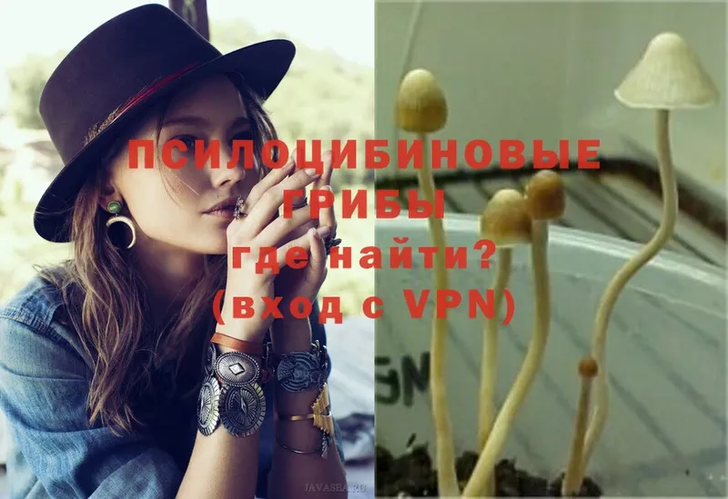 Галлюциногенные грибы Psilocybine cubensis  купить закладку  Дзержинский 